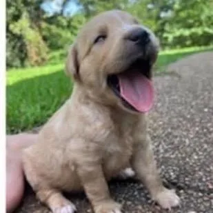 Biscuit