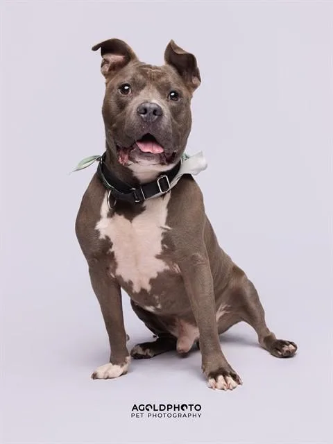 An adult medium-sized male Terrier dog named Baloo for adoption in Miami, FL