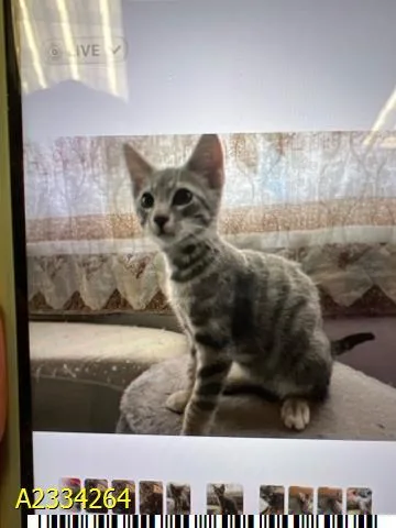 A baby small-sized male Domestic Short Hair cat named Arrow for adoption in West Palm Beach, FL