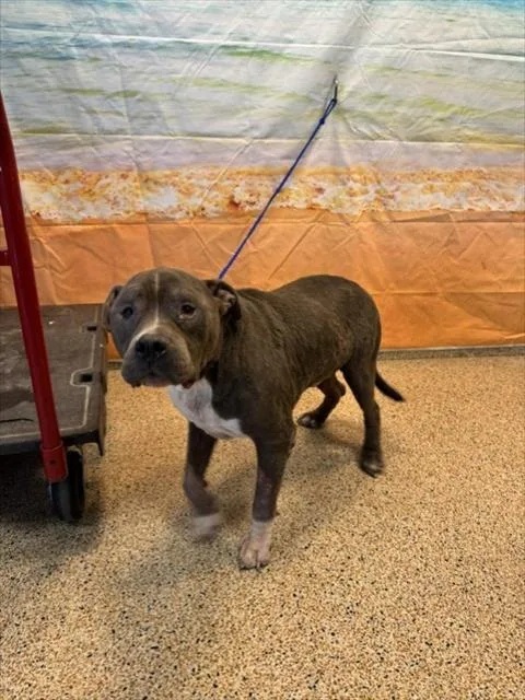 An adult large-sized male American Bulldog dog named Cammo for adoption in Miami, FL