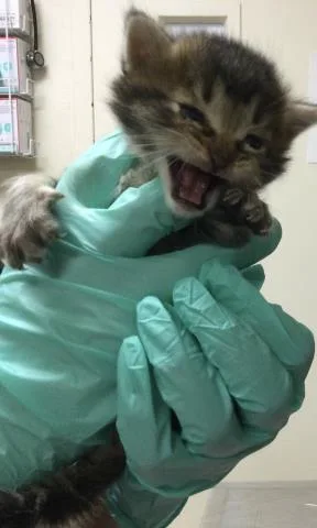 A baby small-sized male Domestic Short Hair cat named Benito for adoption in Riverside, CA