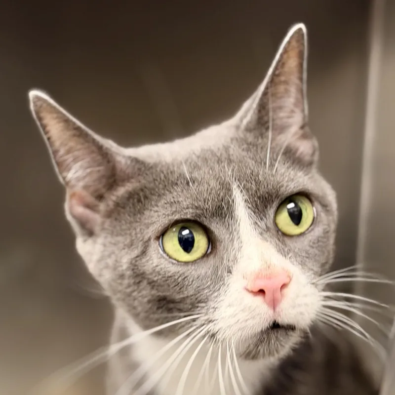 A senior medium-sized female Gray & White Domestic Short Hair cat named Meera for adoption in Manahawkin, NJ