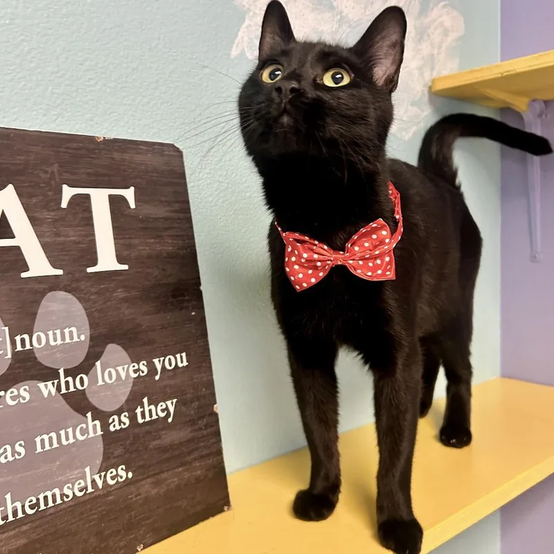 An adult medium-sized male Black Domestic Short Hair cat named Elmo for adoption in Henderson, NV
