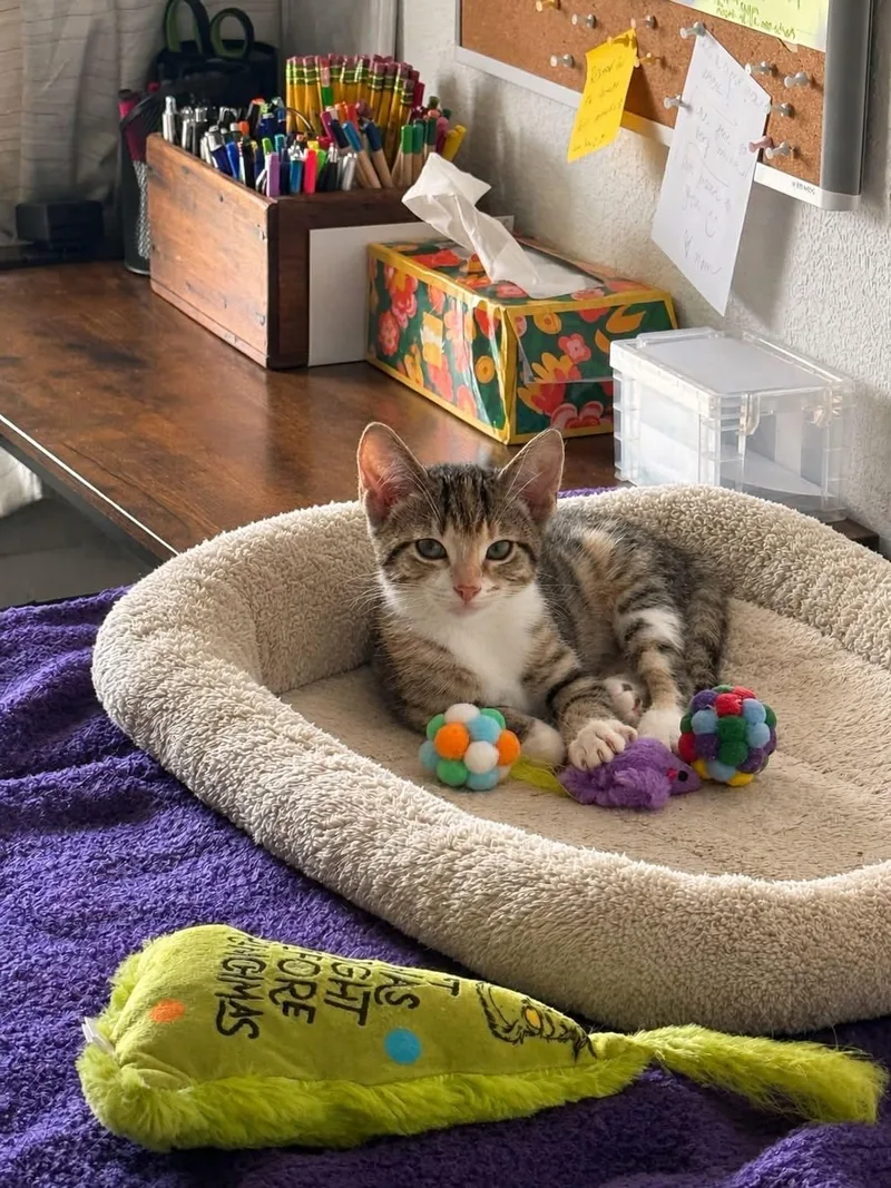 A baby medium-sized female Domestic Short Hair cat named Itty Bit for adoption in Manhattan, KS