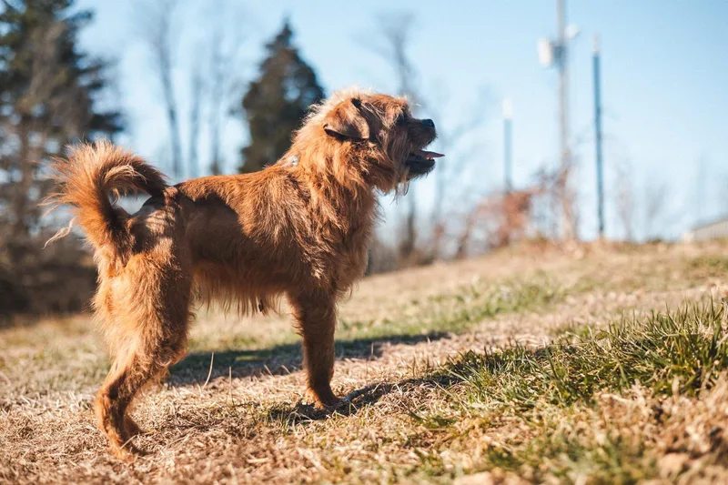 Sherry  Transport thumbnail 4