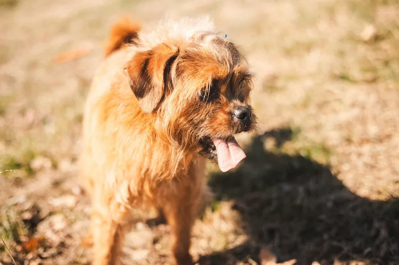 Sherry  Transport thumbnail 5