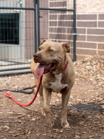 An adult large-sized female Mixed Breed dog named Dew Drop for adoption in Chamblee, GA
