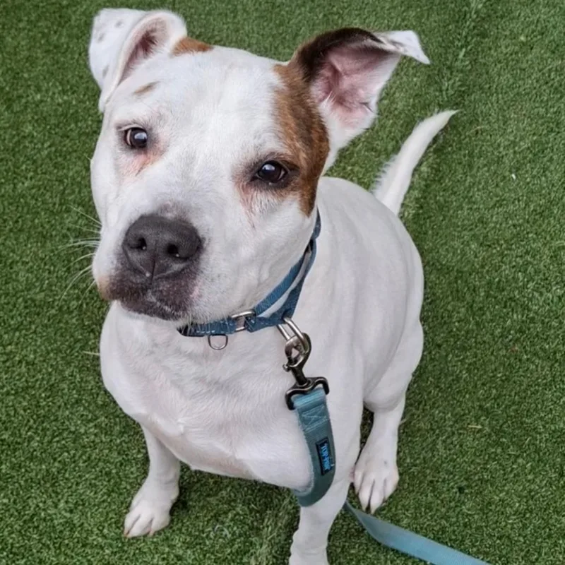 A senior large-sized female Mixed Breed dog named Harley for adoption in Fairport, NY