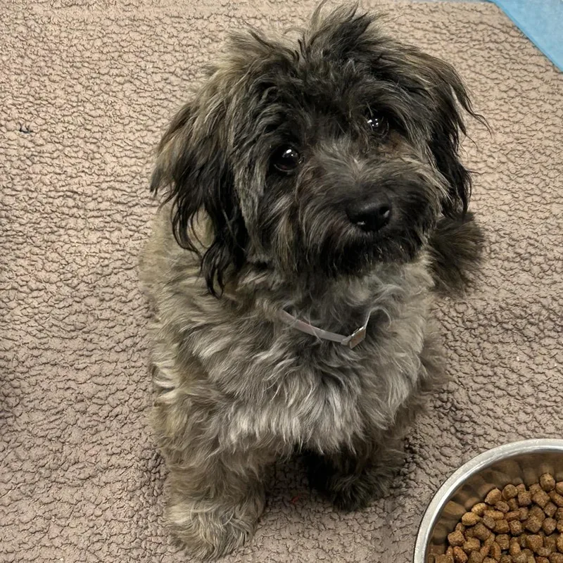 A young small-sized female Gray / Blue / Silver Terrier dog named Pepper for adoption in Hawthorne, CA