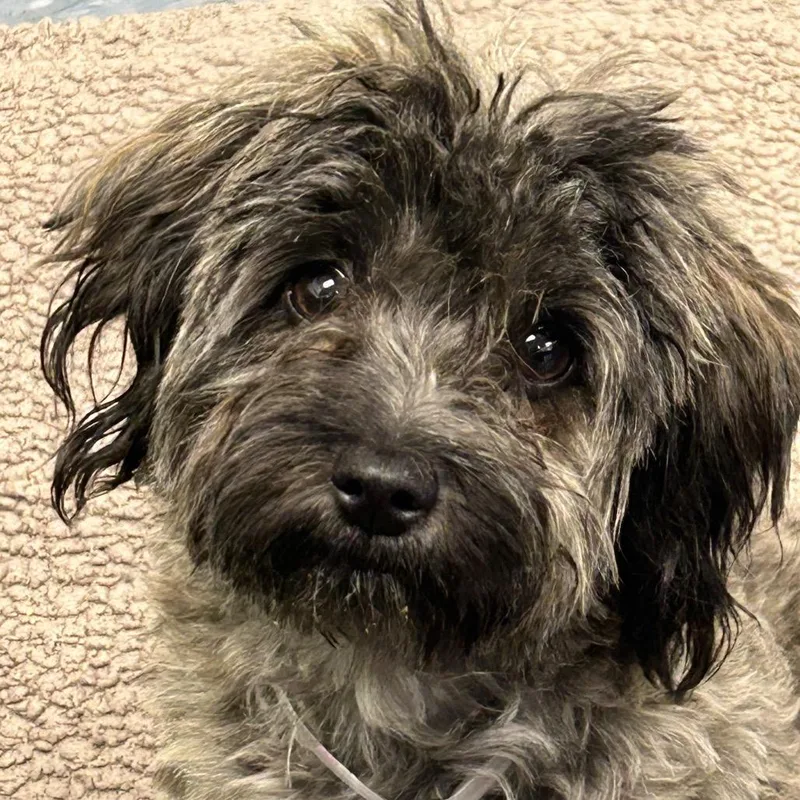 Pepper thumbnail 2