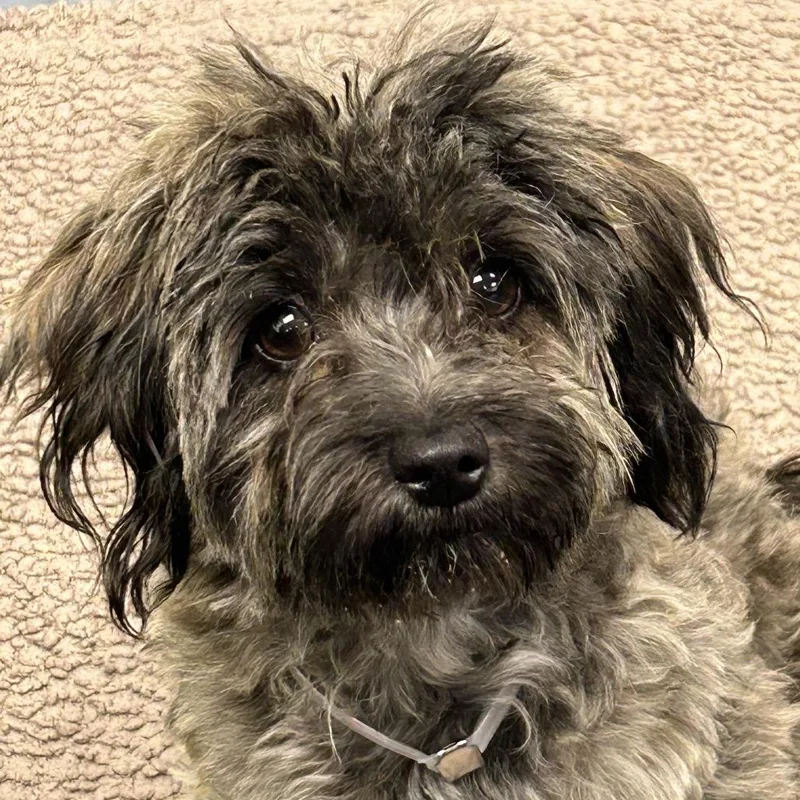 Pepper thumbnail 3