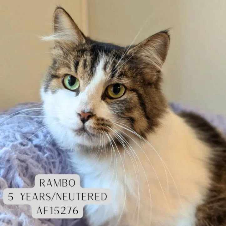 Rambo