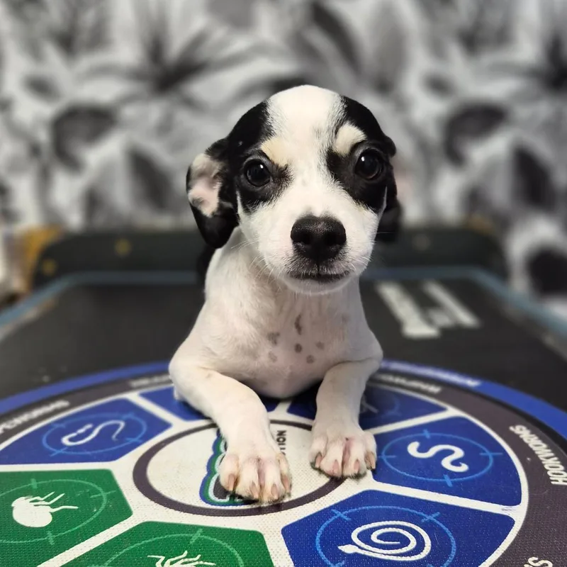 A baby small-sized female Mixed Breed dog named Maisie for adoption in Wahiawa, HI