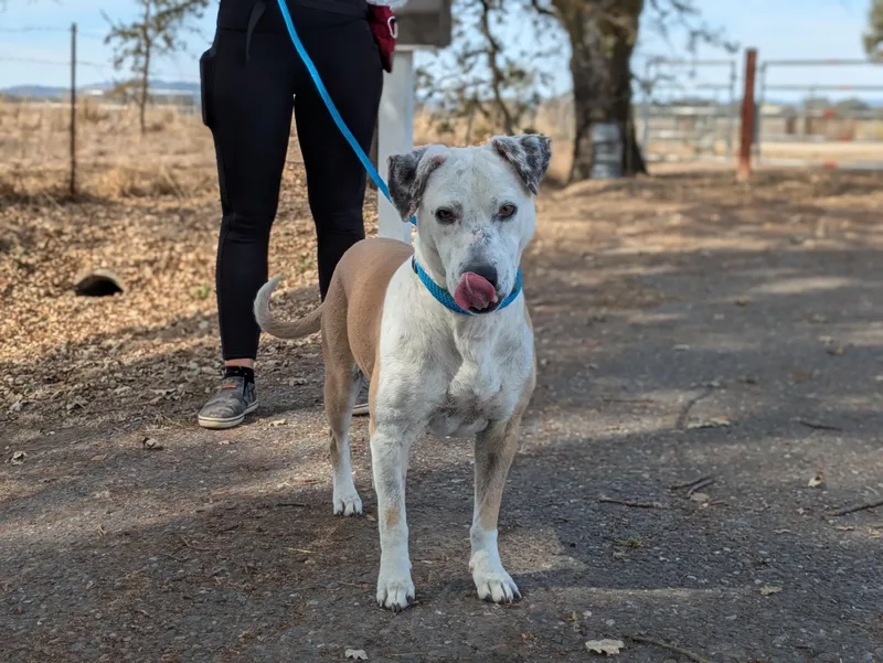 An adult medium-sized female White / Cream Terrier dog named Luchita for adoption in Santa Rosa, CA