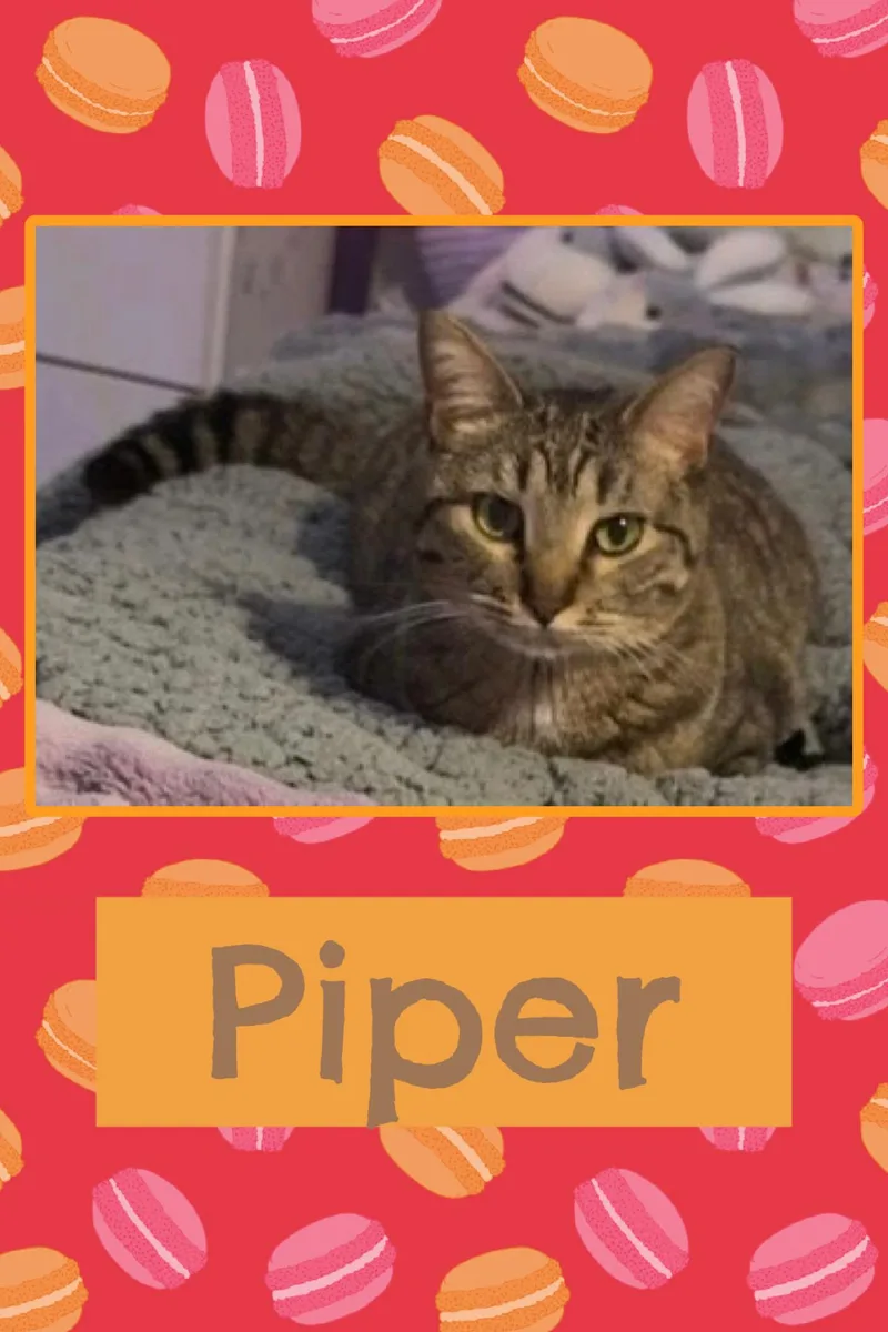 An adult large-sized female Tabby (Gray / Blue / Silver) Domestic Short Hair cat named Piper for adoption in Kearney, NE