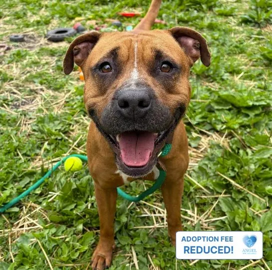 An adult large-sized female Bicolor Pit Bull Terrier dog named Gabby for adoption in Naperville, IL