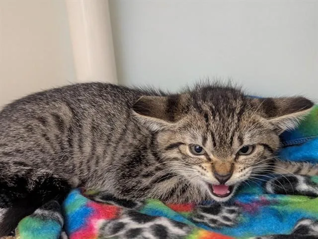 A baby small-sized male Domestic Medium Hair cat named Leo for adoption in Salinas, CA