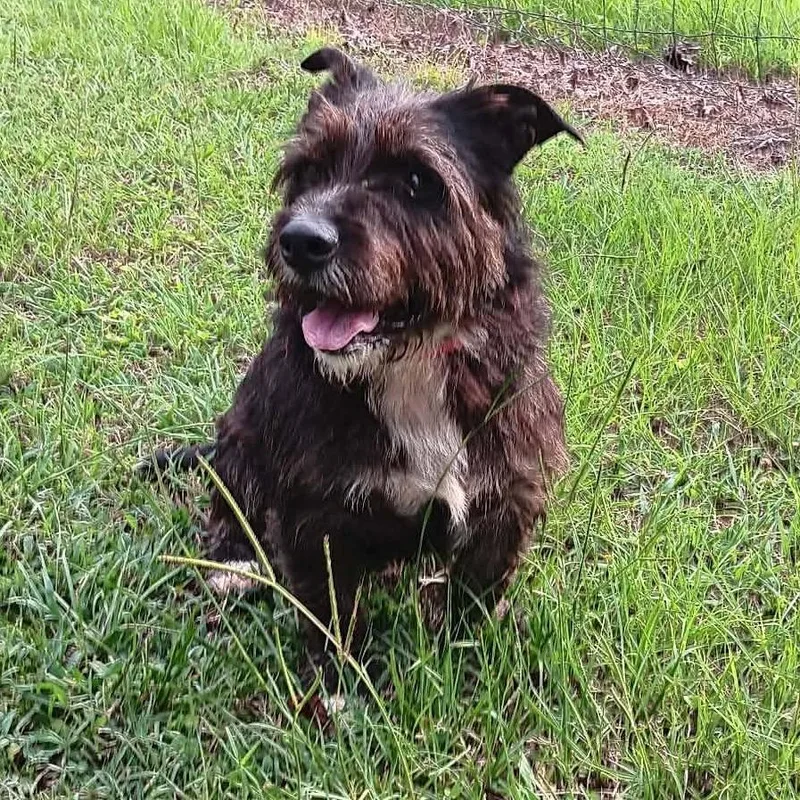 An adult medium-sized male Brown / Chocolate Terrier dog named Rocket for adoption in Boaz, AL
