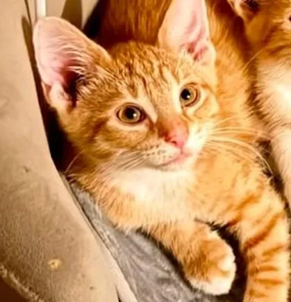 A baby medium-sized male Domestic Short Hair cat named PPugsley for adoption in La Porte, IN