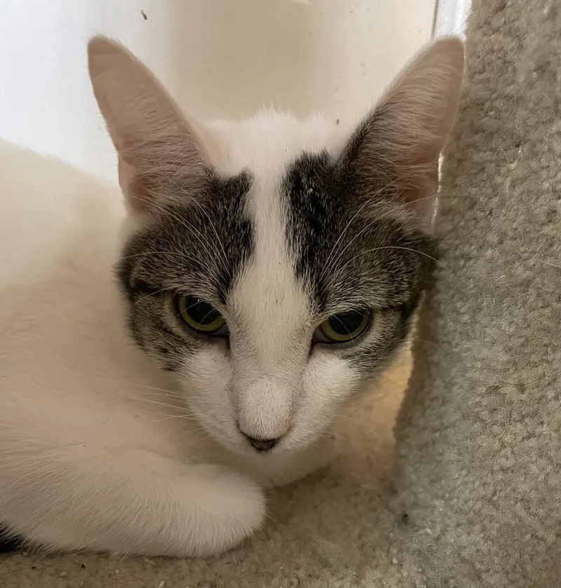 Willem Tcc thumbnail 4