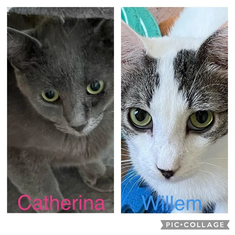 Willem Tcc thumbnail 5