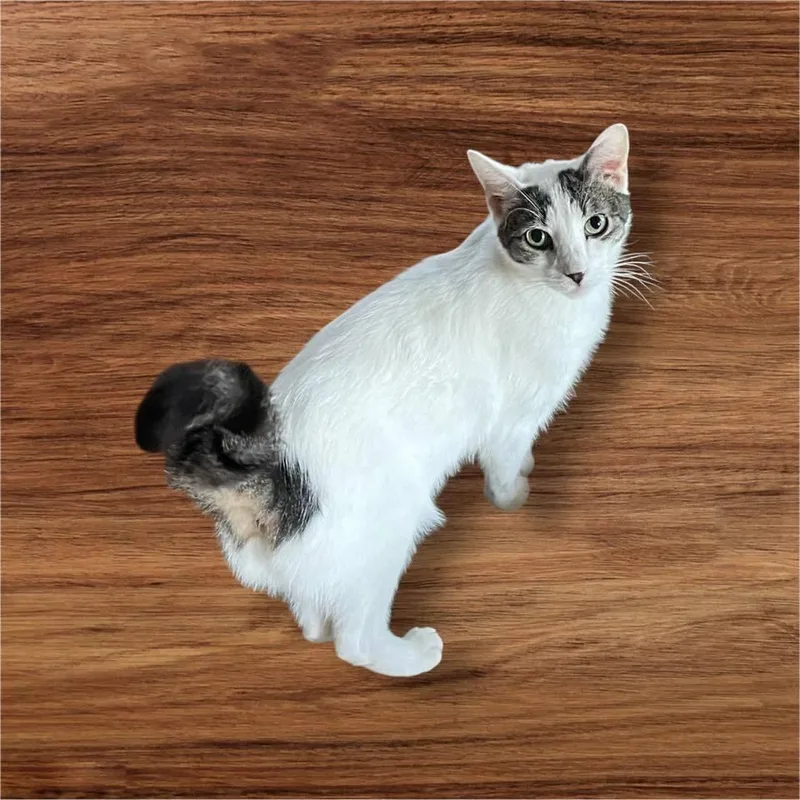 Willem Tcc thumbnail 6