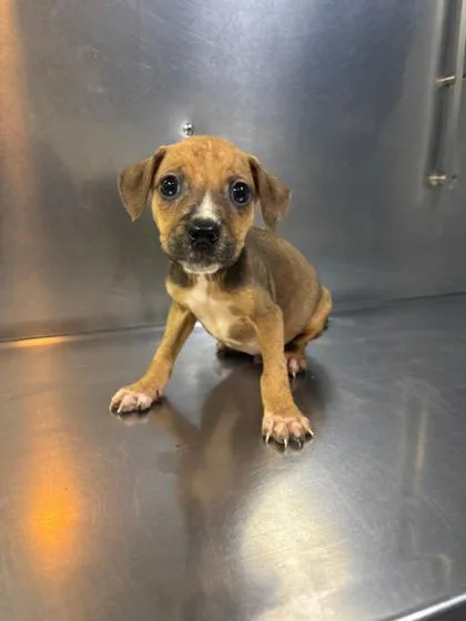 A baby medium-sized male Mixed Breed dog named Pond  D for adoption in West Chester, PA