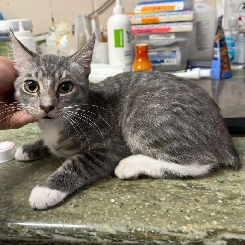 A baby small-sized female American Bobtail cat named Fran for adoption in Pine Mountain, GA