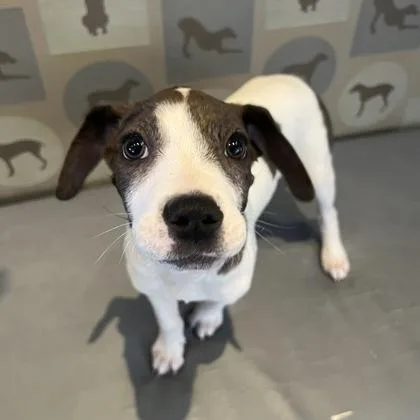 A baby small-sized male Mixed Breed dog named Hank for adoption in Dallas, TX