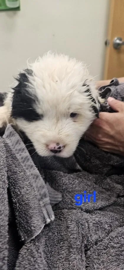 A baby large-sized female Great Pyrenees dog named Iggy for adoption in Edgewood, NM