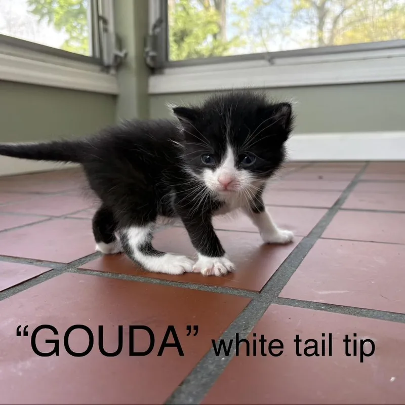 A baby small-sized male Black Domestic Short Hair cat named Gouda for adoption in Middle Village, NY