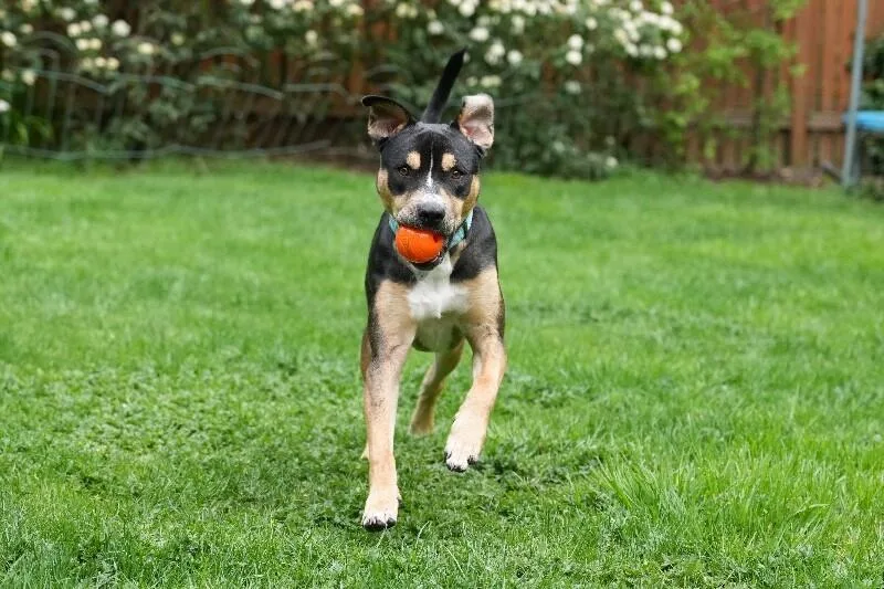 Willow Is Wiggles And thumbnail 3