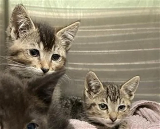 A baby small-sized female Domestic Short Hair cat named Farrah for adoption in Tustin, CA