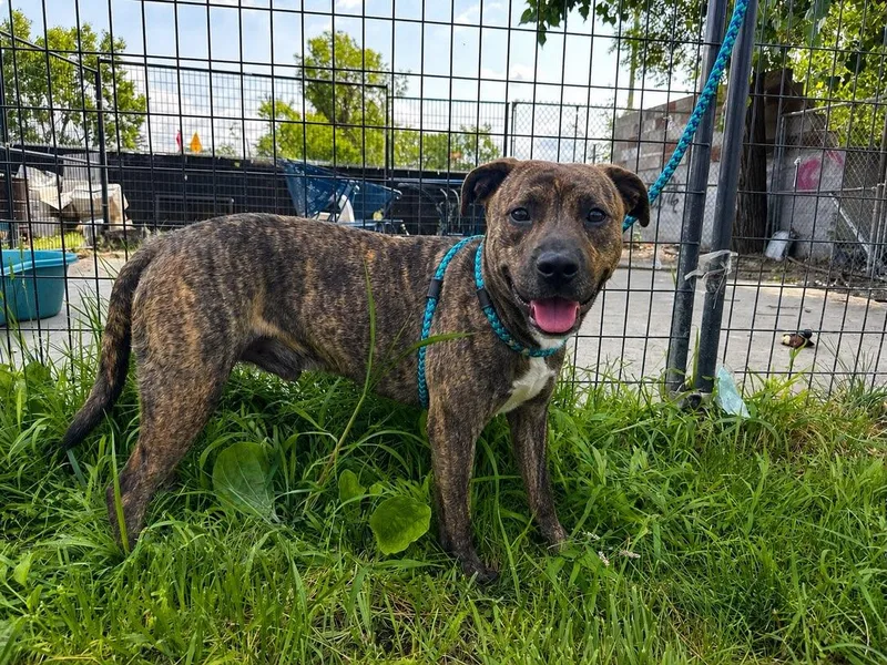 An adult medium-sized male Brindle American Staffordshire Terrier dog named Seven for adoption in Detroit, MI