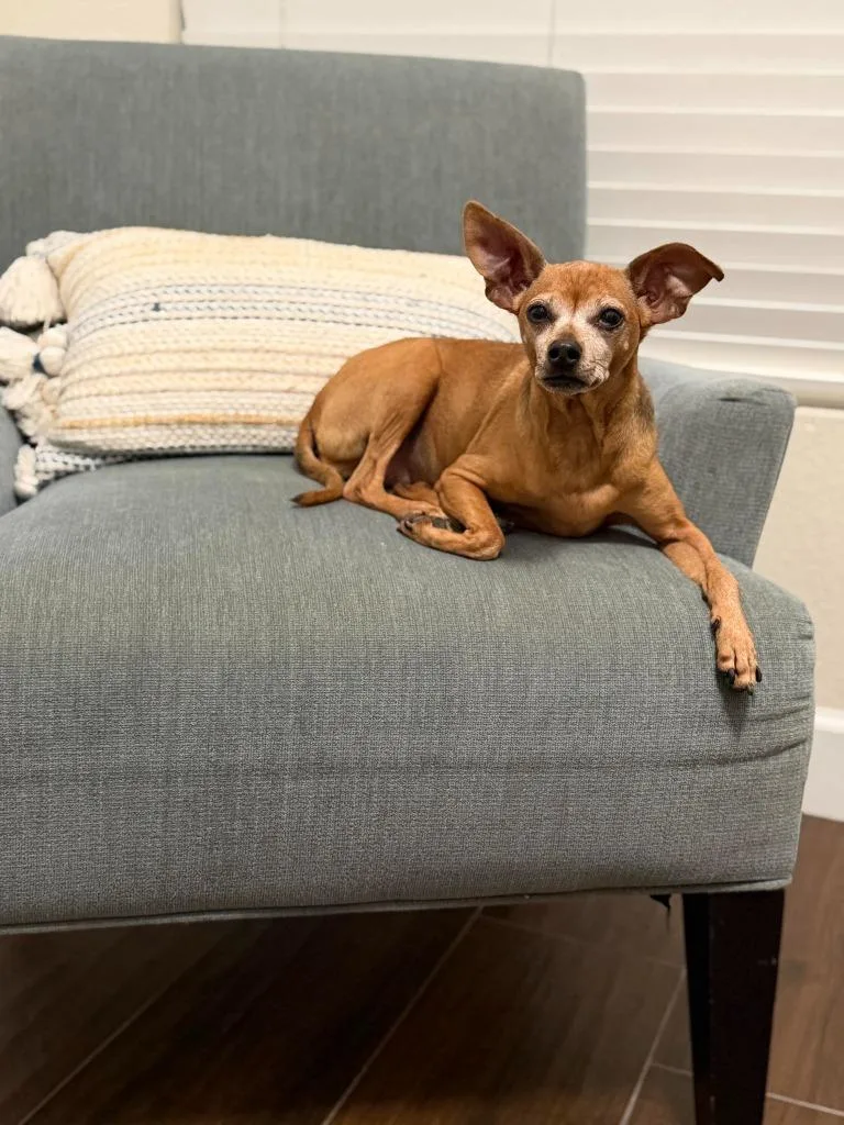 A senior small-sized female Chihuahua dog named Mindy for adoption in Mesa, AZ