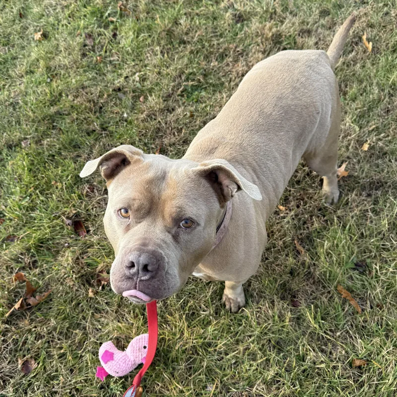 Cinnamon Roll thumbnail 2