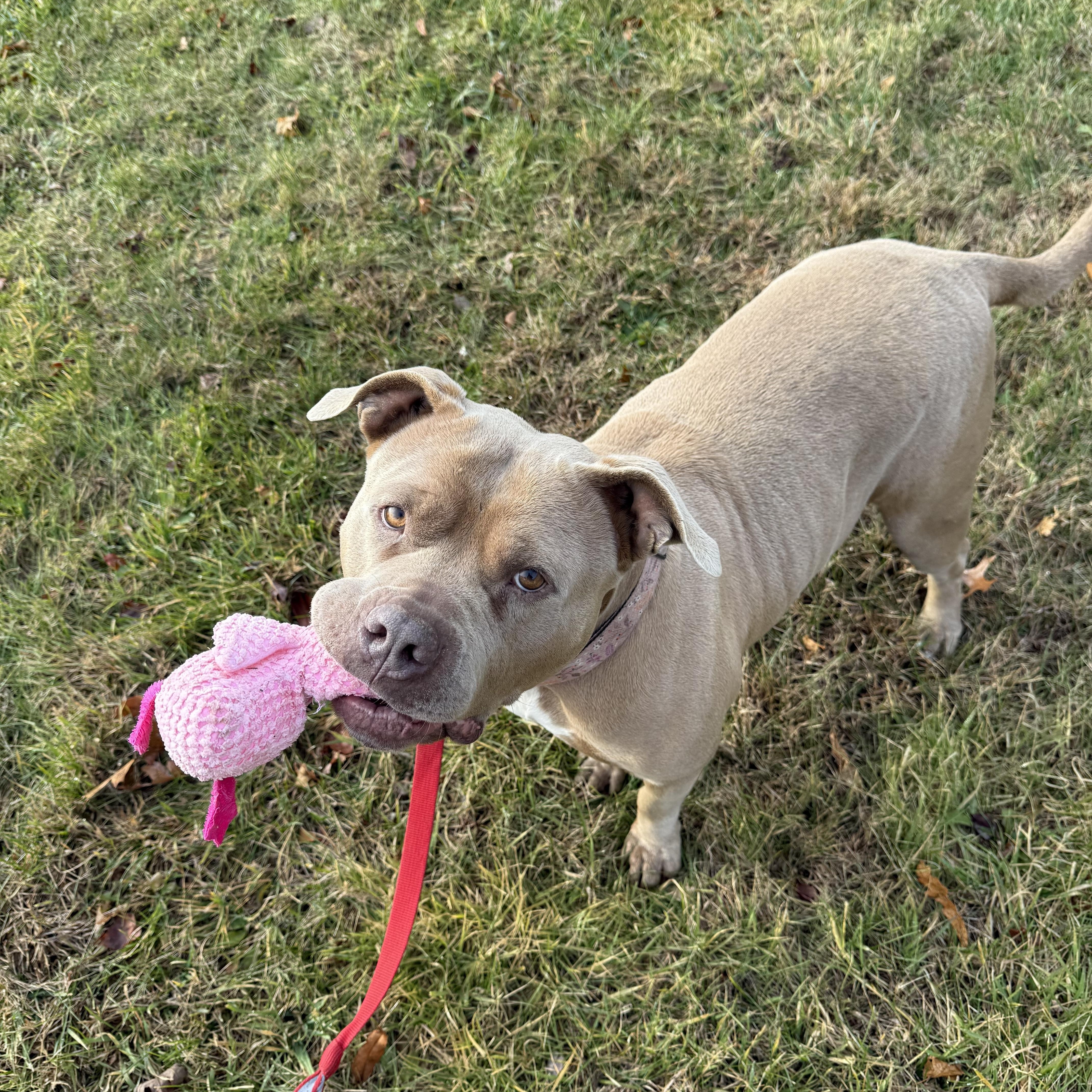 Cinnamon Roll thumbnail 3