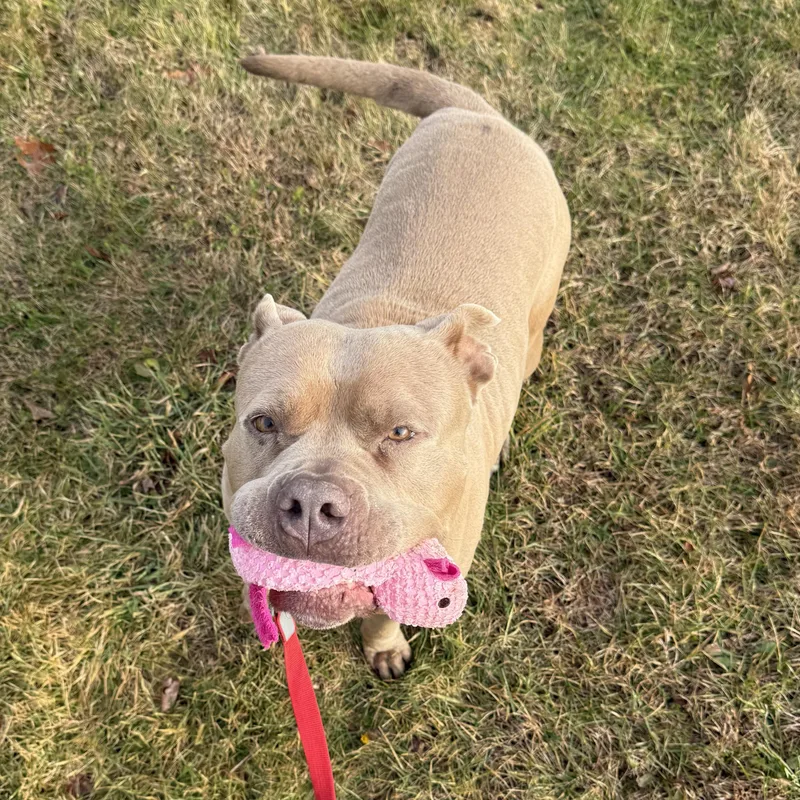 Cinnamon Roll thumbnail 4