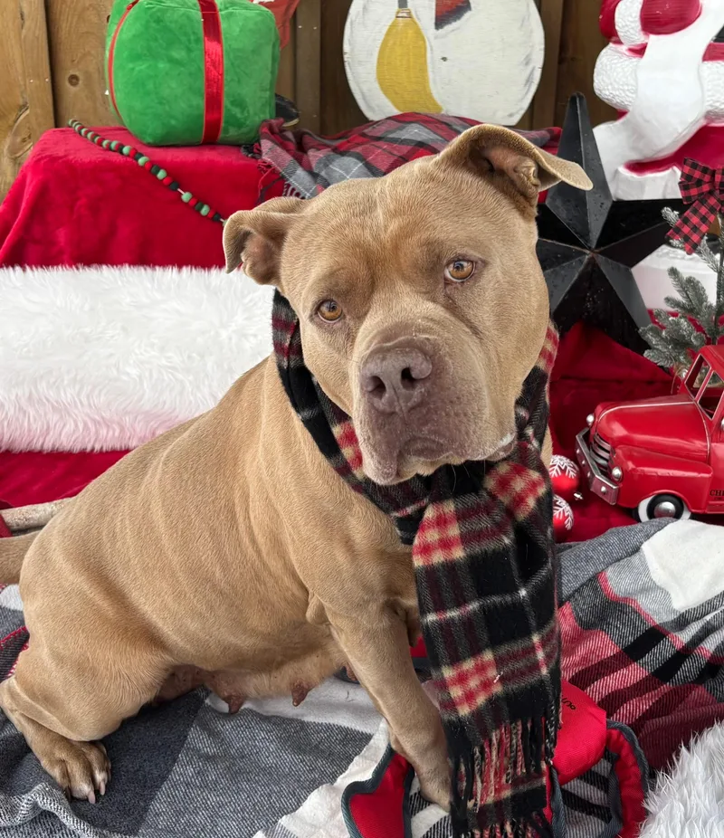 Cinnamon Roll thumbnail 5