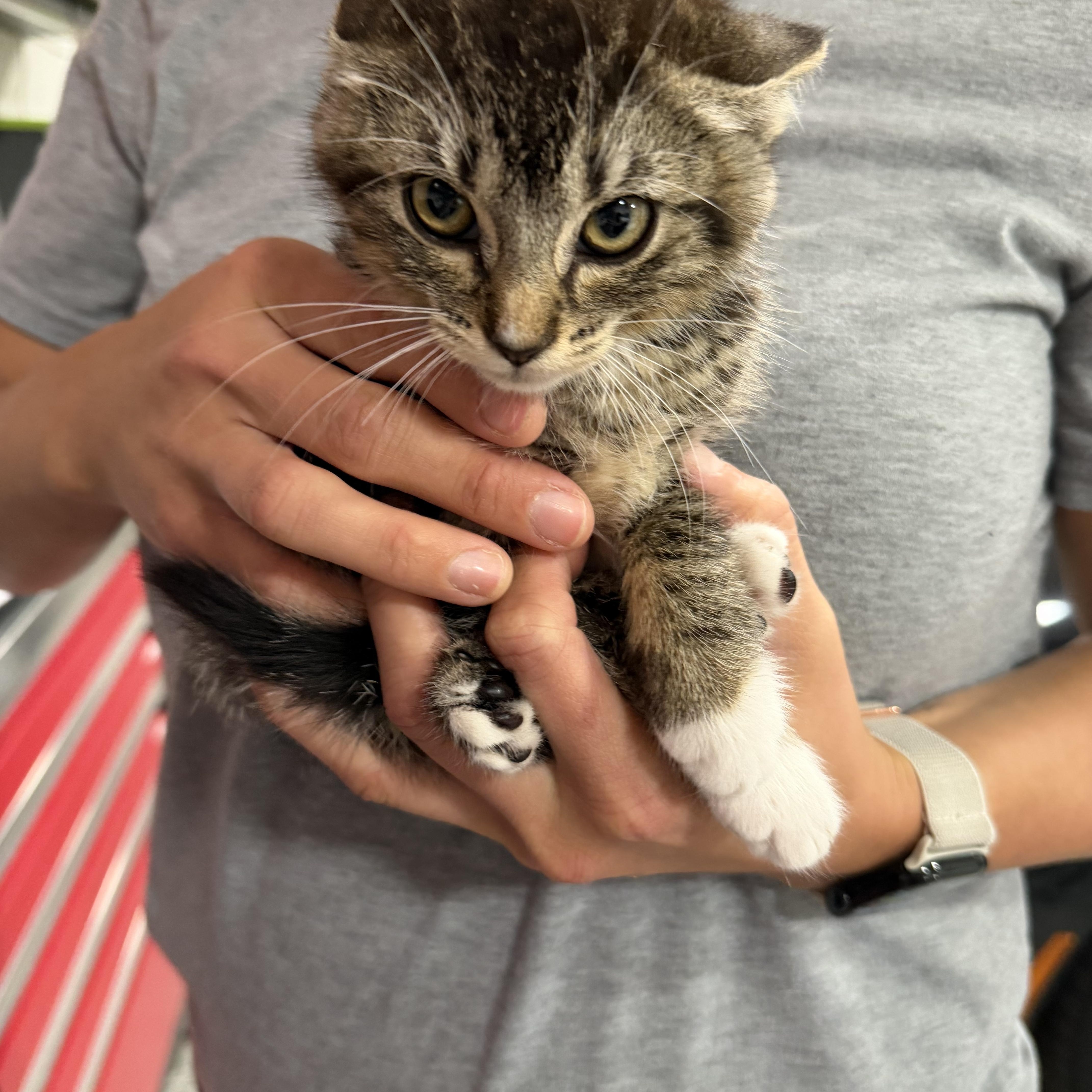 A baby small-sized female Domestic Short Hair cat named Lili for adoption in Long Beach, CA