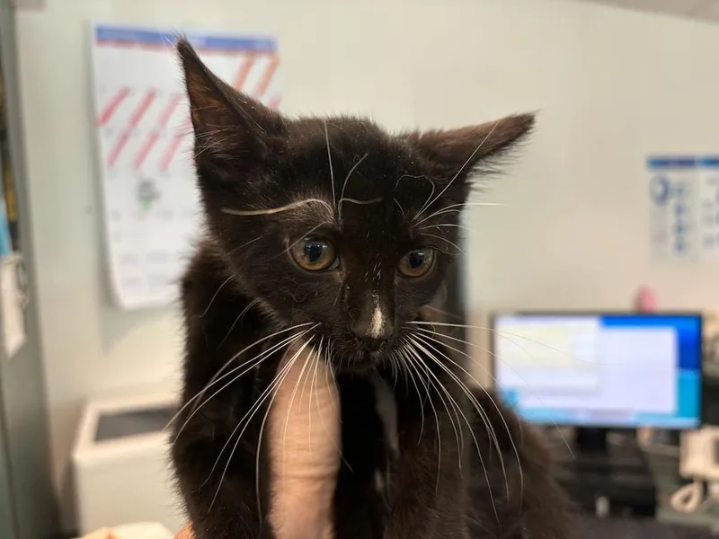 A baby medium-sized female Domestic Short Hair cat named Midge for adoption in Chatsworth, CA