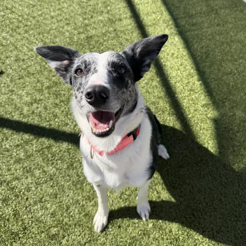 An adult medium-sized female Border Collie dog named Darcy for adoption in Cody, WY