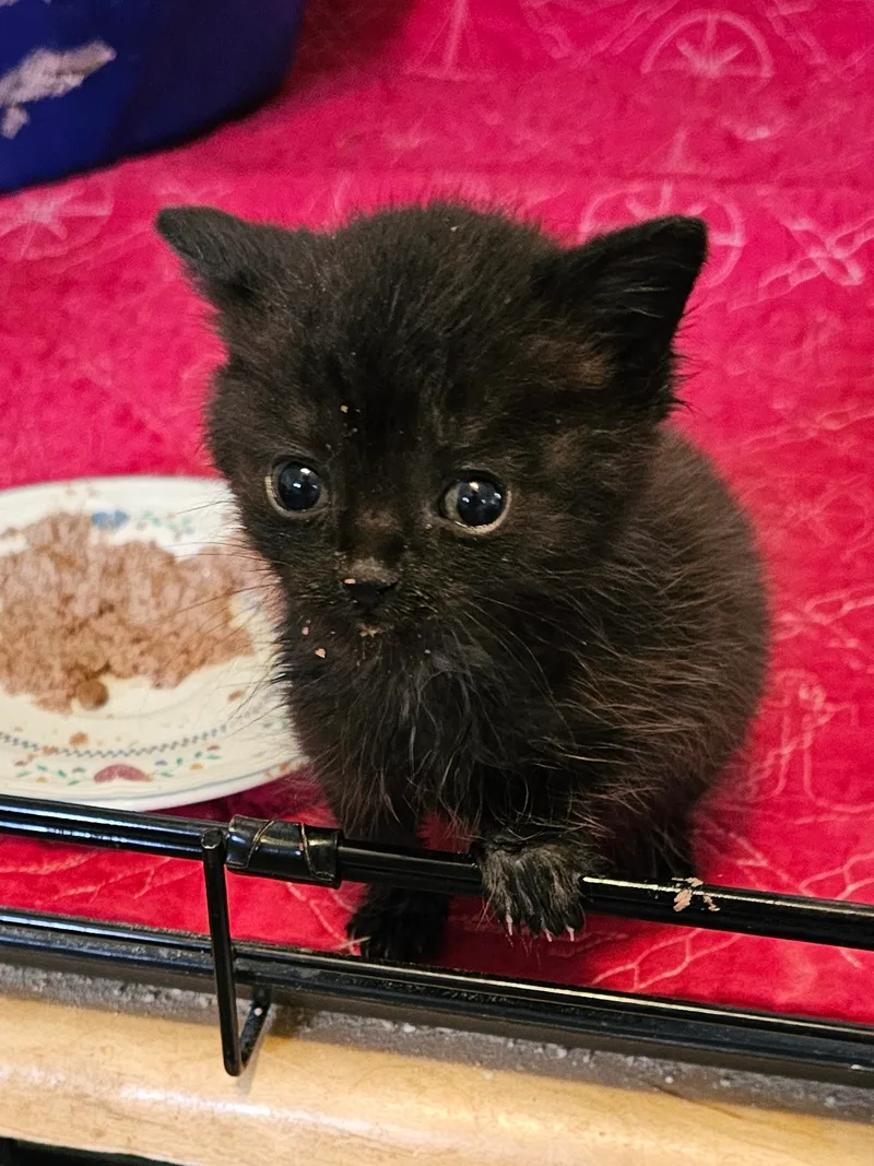 A young medium-sized male Black American Shorthair cat named Baby Tesla!! for adoption in Manhattan Beach, CA