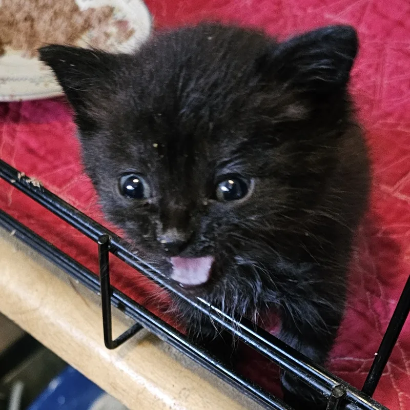 Baby Tesla!! thumbnail 2