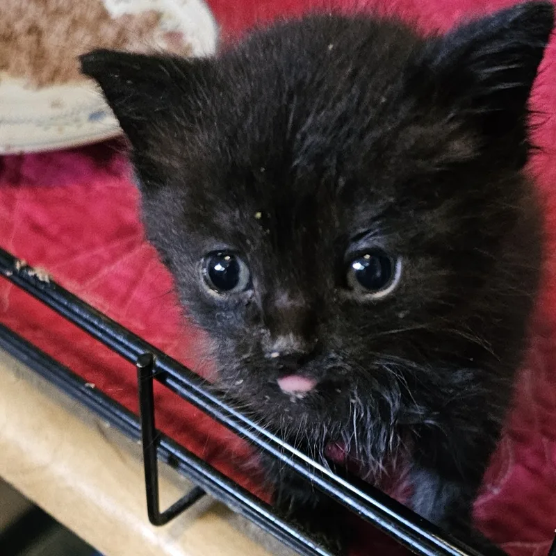 Baby Tesla!! thumbnail 3
