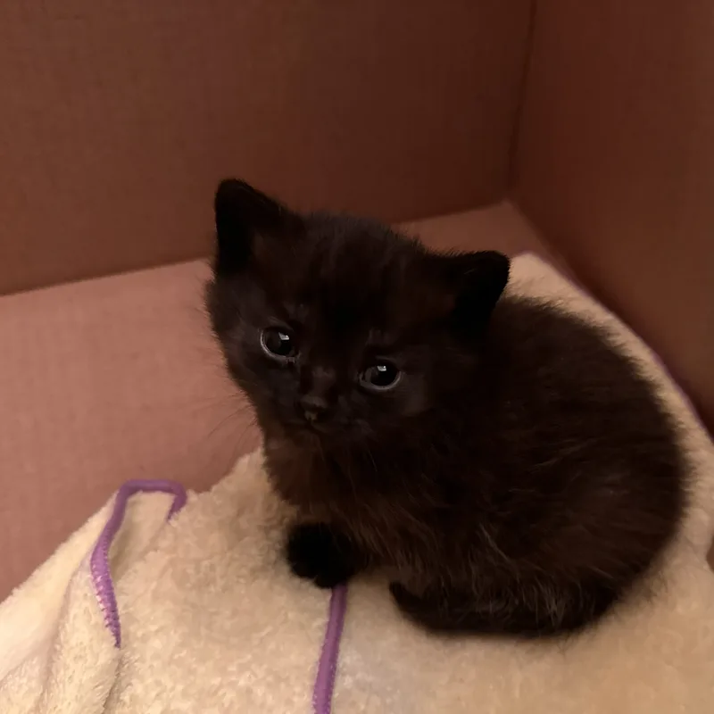 Baby Tesla!! thumbnail 4