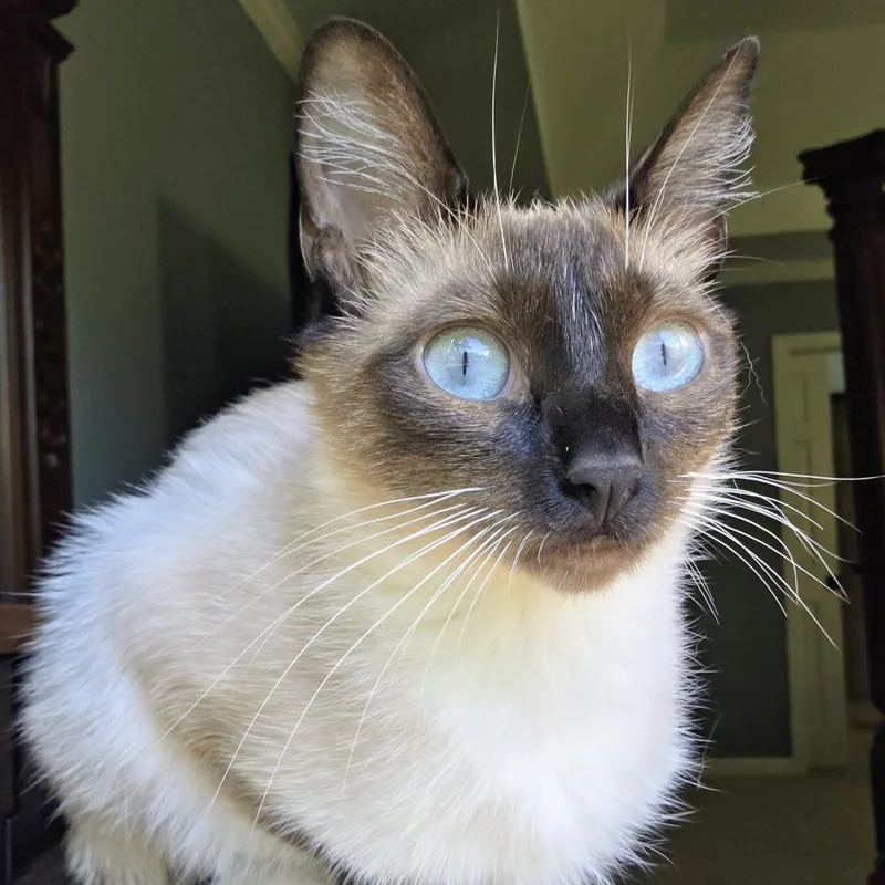 Cookie thumbnail 5