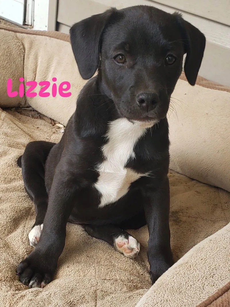 A baby medium-sized female Black Labrador Retriever dog named Lizzie for adoption in Pembroke, MA