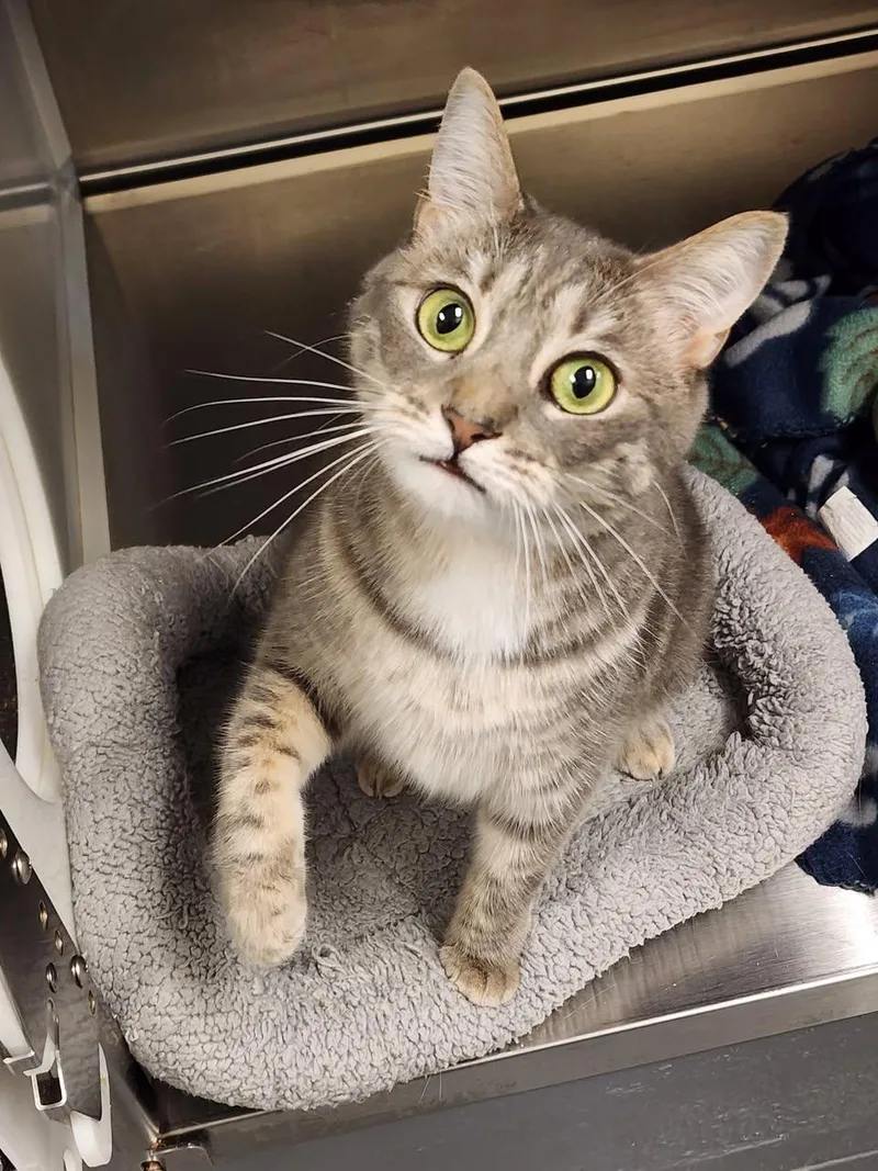 An adult medium-sized female Domestic Short Hair cat named Bobbi for adoption in Hilton Head Island, SC