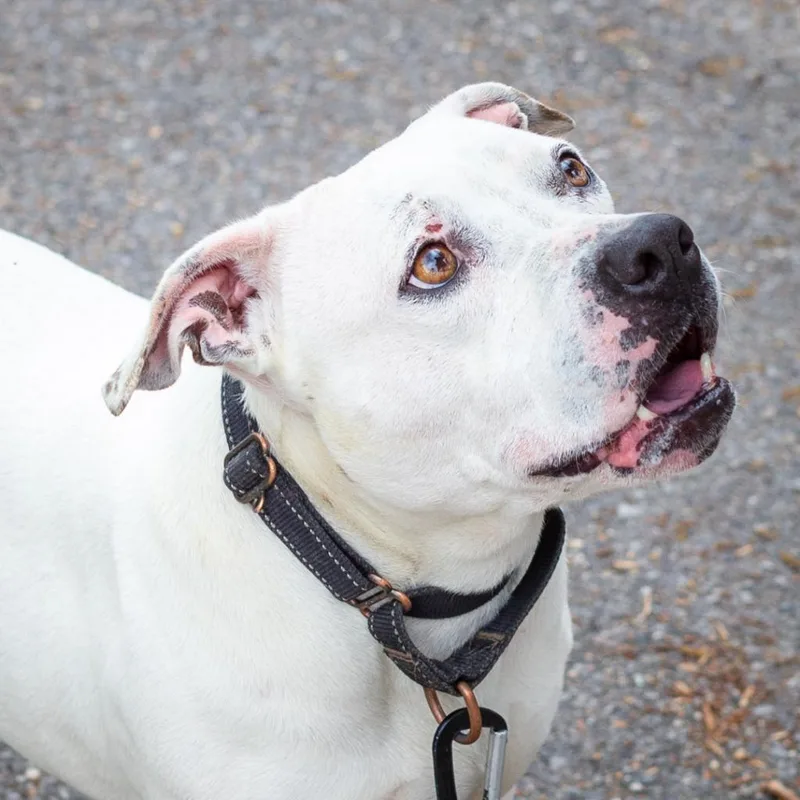 A senior medium-sized female White / Cream American Bulldog dog named Peaches for adoption in Hattiesburg, MS